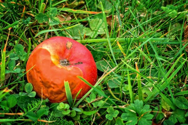 Biodegradable or Compostable - What's the Difference?