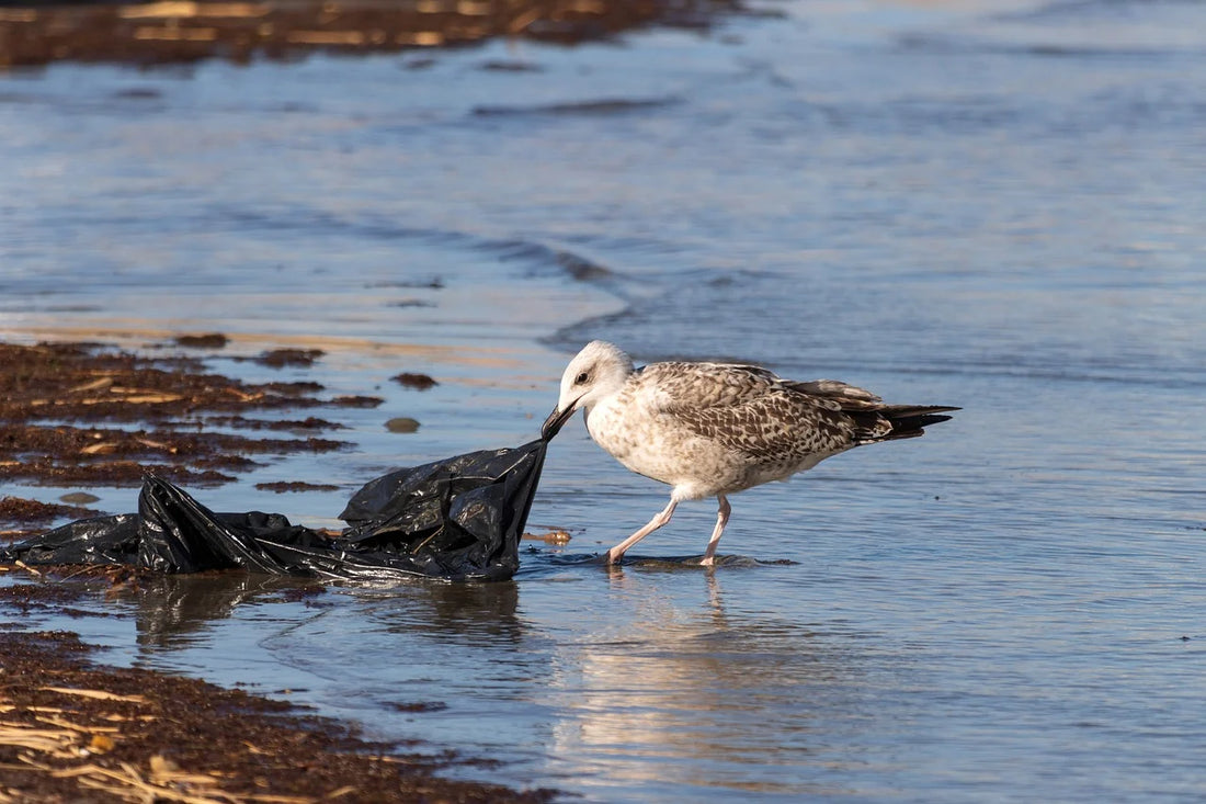 Australian states forge ahead with single use plastic bans