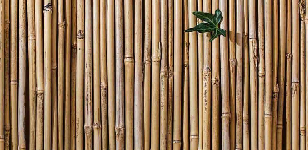 5 Reasons to Celebrate Bamboo