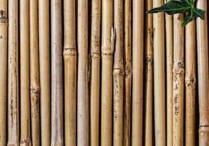 5 Reasons to Celebrate Bamboo